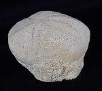 Eupatagus (Oymnopatagus) antillarum (COTTEAU 1875) - Bild &copy; FossNet FossilienStore